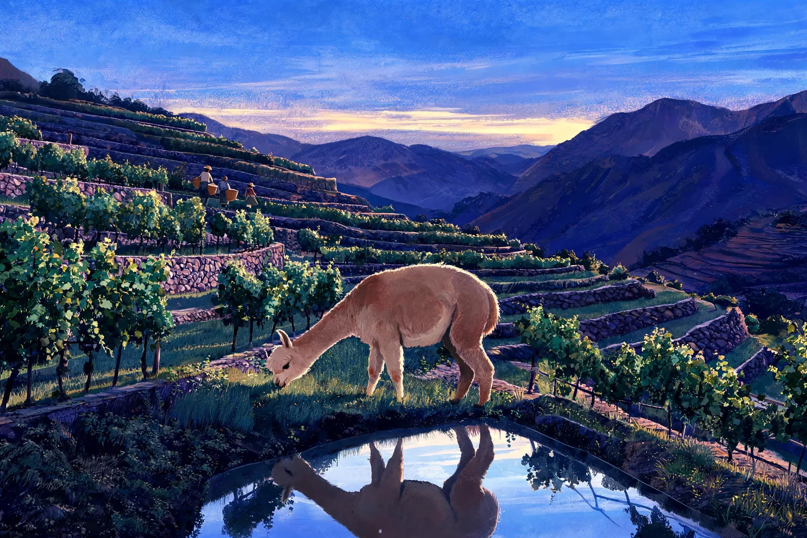A pregnant llama reflected in an Andean irrigation channel
